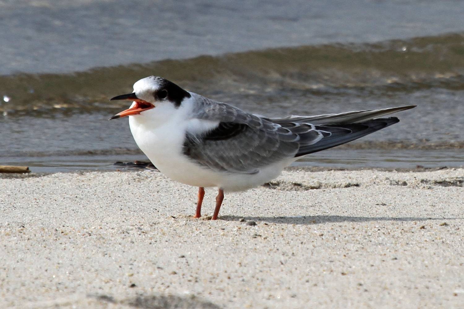 File:Sterna hirundo -Massachusetts, USA -juvenile-8.jpg by Greg Schechter is licensed under CC BY 2.0